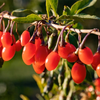 Goji-Beeren